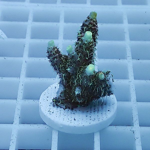 【サンゴ現物6】ミドリイシ フラグ !15時までのご注文で当日発送 【ミド...