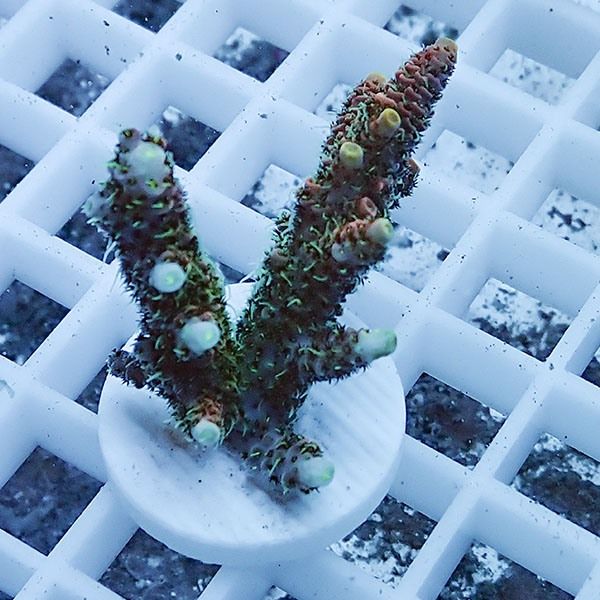 【サンゴ現物7】ミドリイシ フラグ !15時までのご注文で当日発送 【ミド...