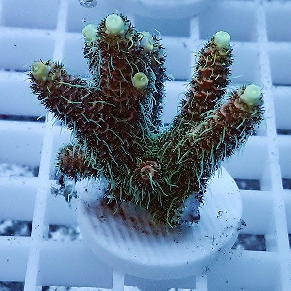 【サンゴ現物8】ミドリイシ フラグ !15時までのご注文で当日発送 【ミド...