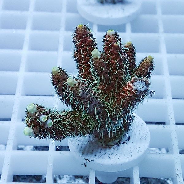 【サンゴ現物10】ミドリイシ フラグ !15時までのご注文で当日発送 【ミ...