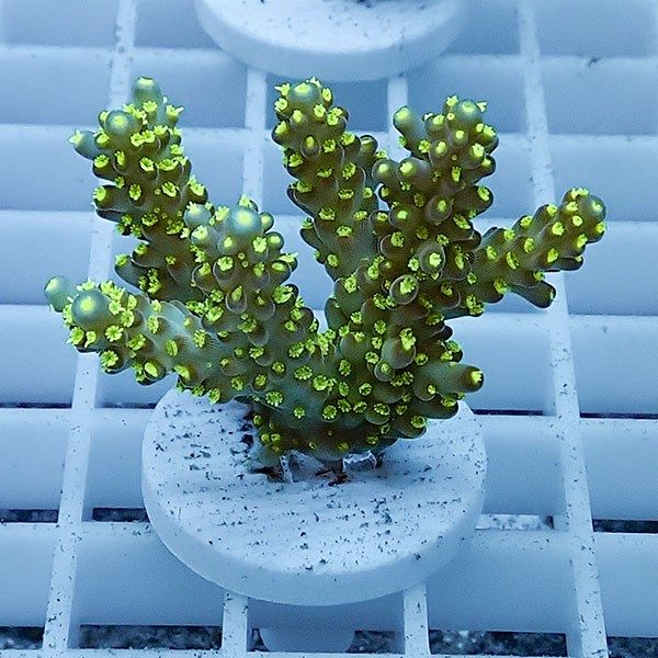 【サンゴ現物11】ミドリイシ フラグ !15時までのご注文で当日発送 【ミ...