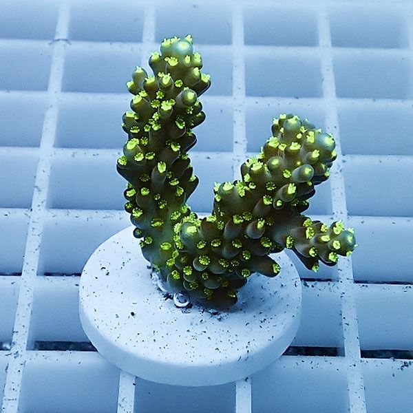 【サンゴ現物12】ミドリイシ フラグ !15時までのご注文で当日発送 【ミ...