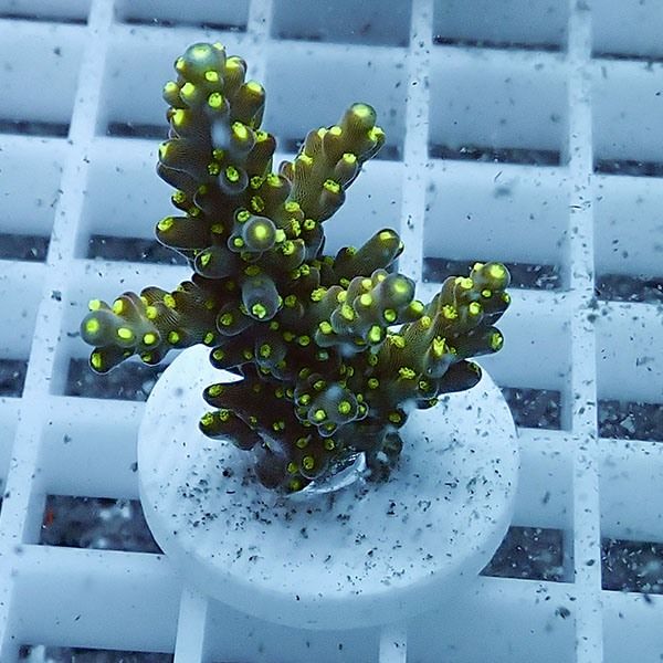 【サンゴ現物13】ミドリイシ フラグ !15時までのご注文で当日発送 【ミ...