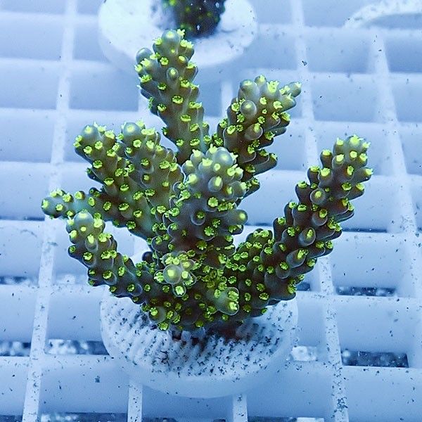 【サンゴ現物14】ミドリイシ フラグ !15時までのご注文で当日発送 【ミ...