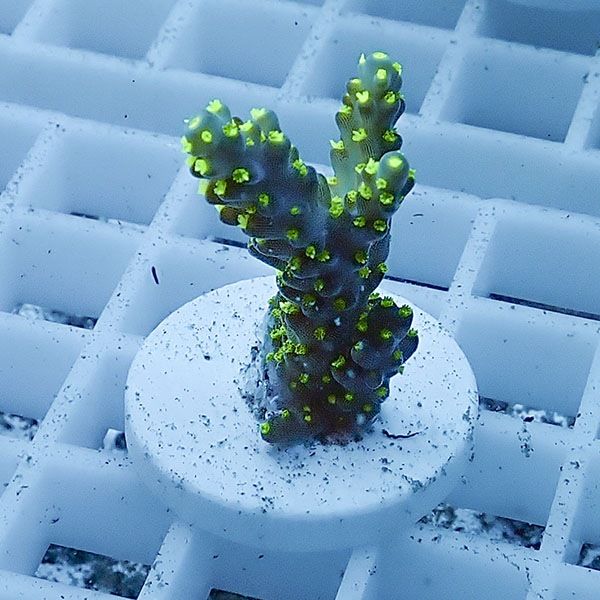 【サンゴ現物15】ミドリイシ フラグ !15時までのご注文で当日発送 【ミ...