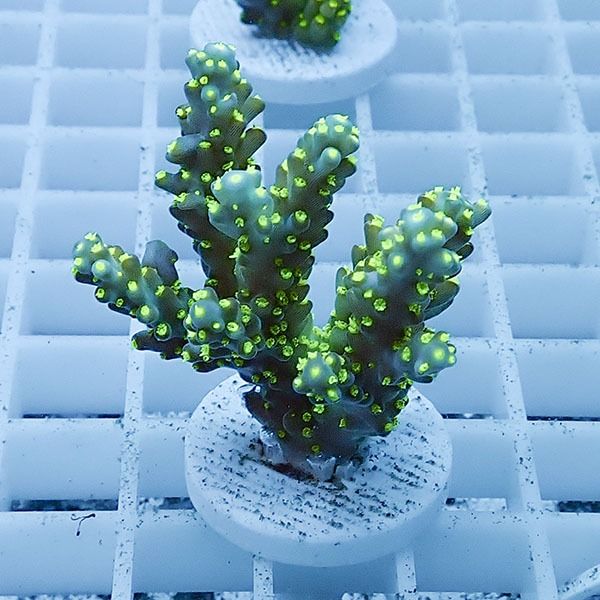 【サンゴ現物16】ミドリイシ フラグ !15時までのご注文で当日発送 【ミ...