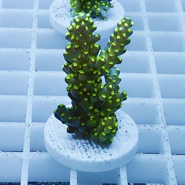 【サンゴ現物17】ミドリイシ フラグ !15時までのご注文で当日発送 【ミ...