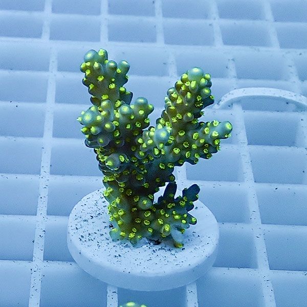 【サンゴ現物18】ミドリイシ フラグ !15時までのご注文で当日発送 【ミ...