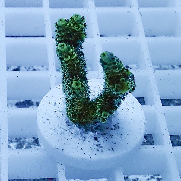 【サンゴ現物19】ミドリイシ フラグ !15時までのご注文で当日発送 【ミ...