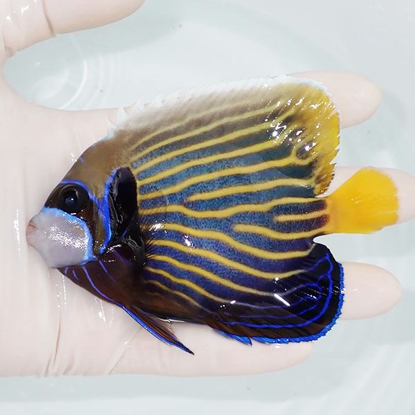 【現物1】タテジマキンチャクダイ 11cm±!海水魚 ヤッコ 15時までのご注...