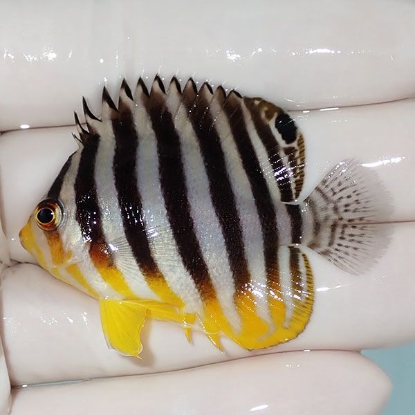 【現物3】シマヤッコ 5cm±! 海水魚 生体 15時までのご注文で当日発送(t1...