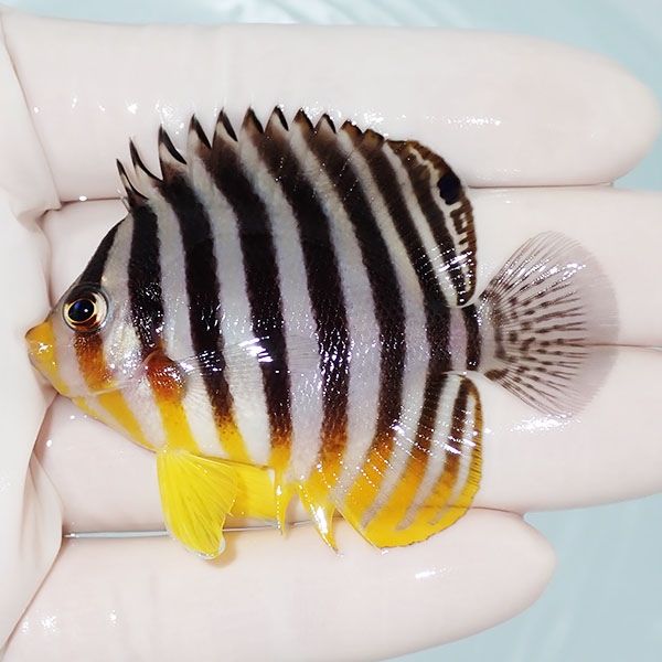 【現物9】シマヤッコ 6cm±! 海水魚 生体 15時までのご注文で当日発送(t1...