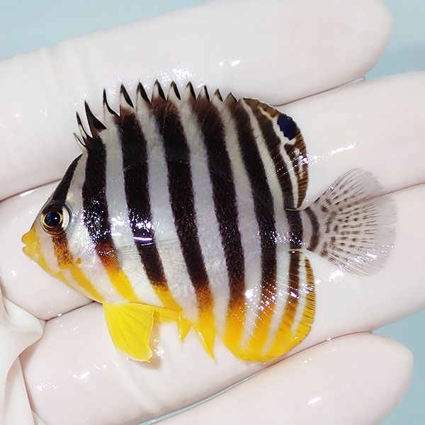 【現物10】シマヤッコ 5.3cm±! 海水魚 生体 15時までのご注文で当日発送...