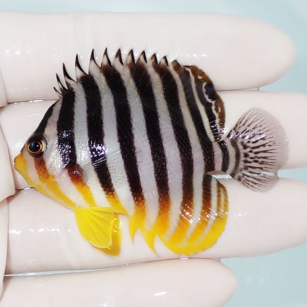 【現物4】シマヤッコ 6cm±! 海水魚 生体 15時までのご注文で当日発送(t1...