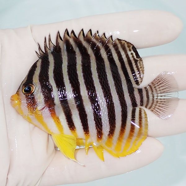 【現物5】シマヤッコ 8cm±! 海水魚 生体 15時までのご注文で当日発送(t1...