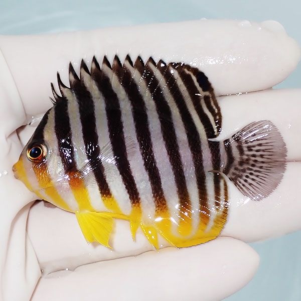 【現物1】シマヤッコ 6.2cm±! 海水魚 生体 15時までのご注文で当日発送(...