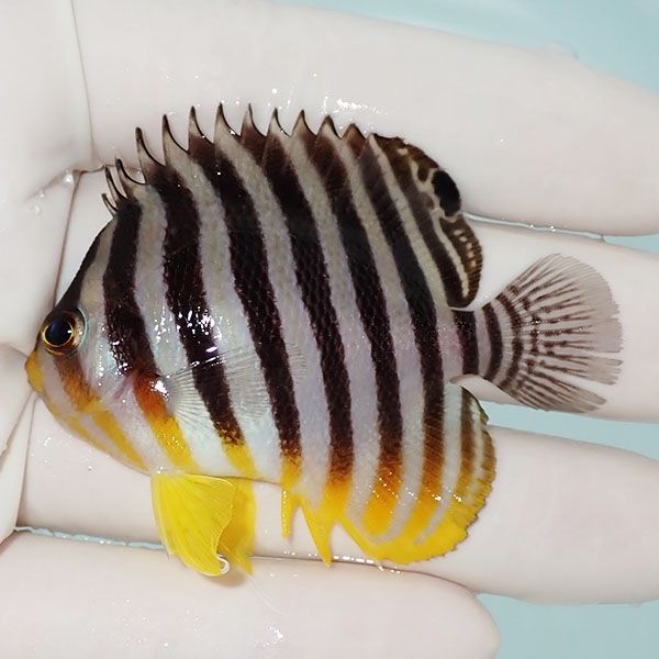【現物2】尾びれ裂けあり シマヤッコ 6cm±! 海水魚 生体 15時までのご注...