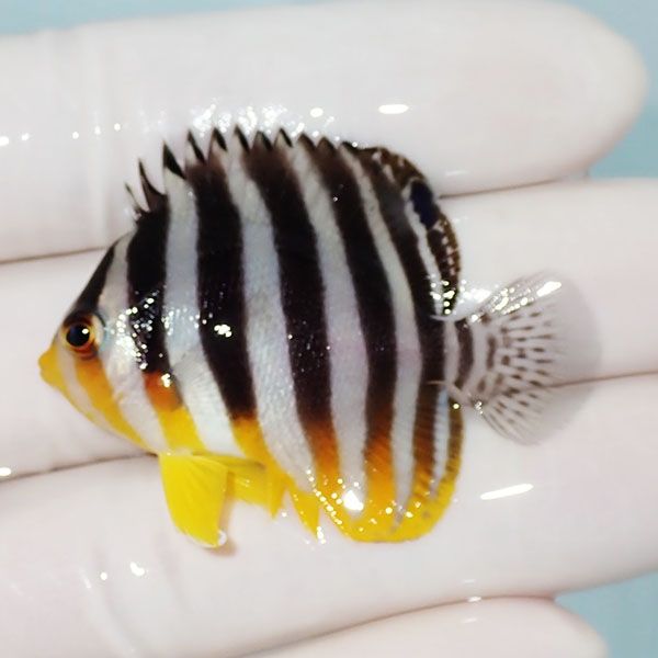 【現物8】シマヤッコ 4.7cm±! 海水魚 生体 15時までのご注文で当日発送(...
