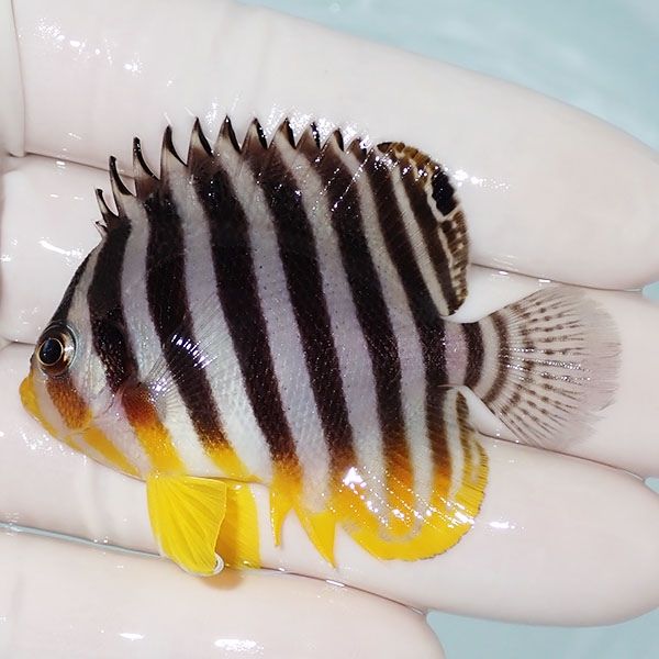 【現物11】シマヤッコ 6cm±! 海水魚 生体 15時までのご注文で当日発送(t...