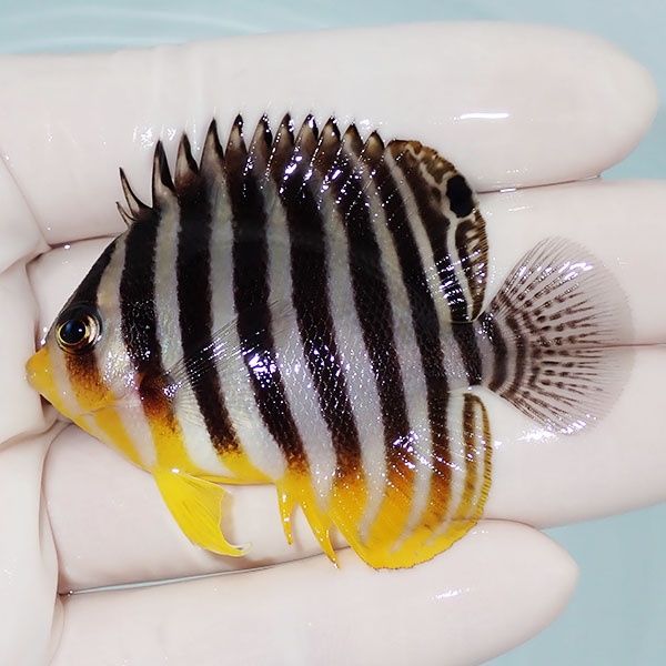 【現物6】シマヤッコ 6.5cm±! 海水魚 生体 15時までのご注文で当日発送(...