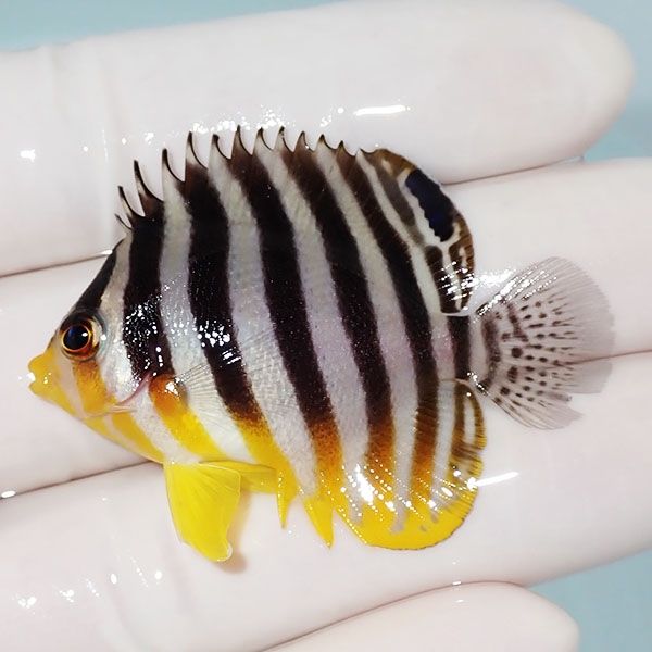 【現物7】シマヤッコ 5cm±! 海水魚 生体 15時までのご注文で当日発送(t1...
