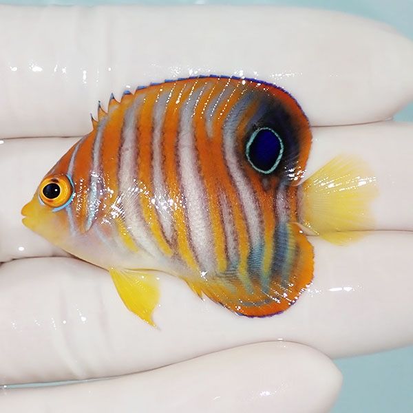 【現物1】ニシキヤッコ 5cm±!海水魚 ヤッコ15時までのご注文で当日発送(...