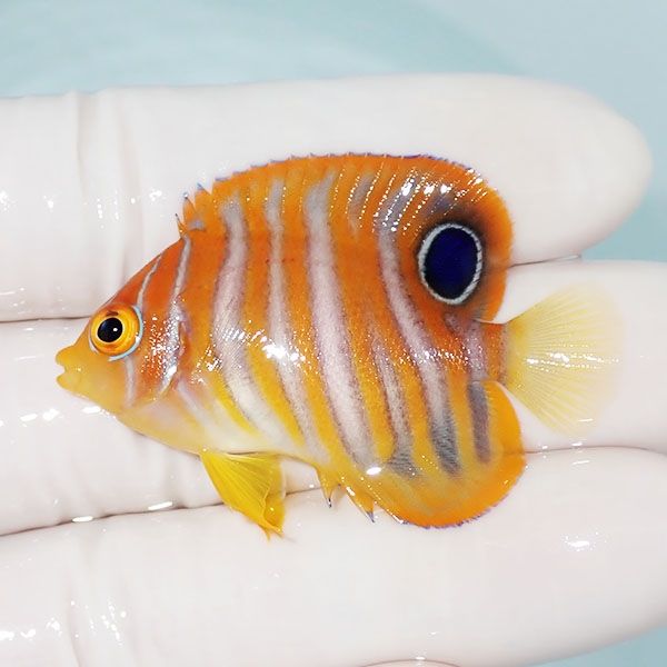 【現物2】ニシキヤッコ 4.5cm±!海水魚 ヤッコ15時までのご注文で当日発...