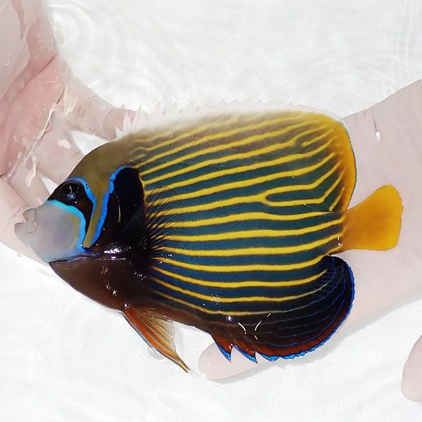 【現物2】タテジマキンチャクダイ17cm±!海水魚 ヤッコ 15時までのご注...