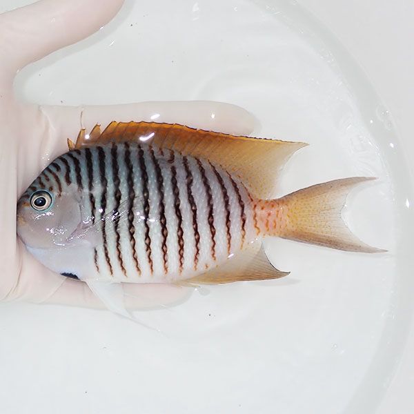 【現物1】 BIG ヤイトヤッコ ♂ 14cm± ! 海水魚 ヤッコ 15時までのご注...