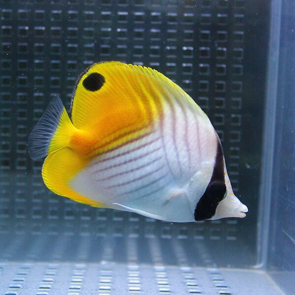 トゲチョウ 5-7cm± 3匹セット!海水魚 生体 チョウチョウウオ 餌付け 15...