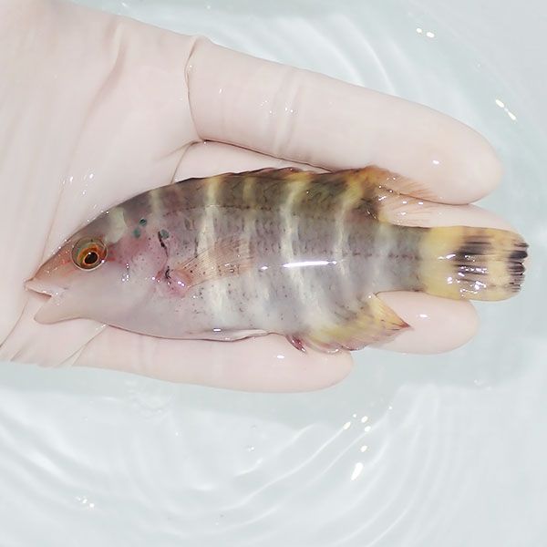 【現物】ヤシャベラ 10.5cm± 15時までのご注文で当日発送(t122(t207