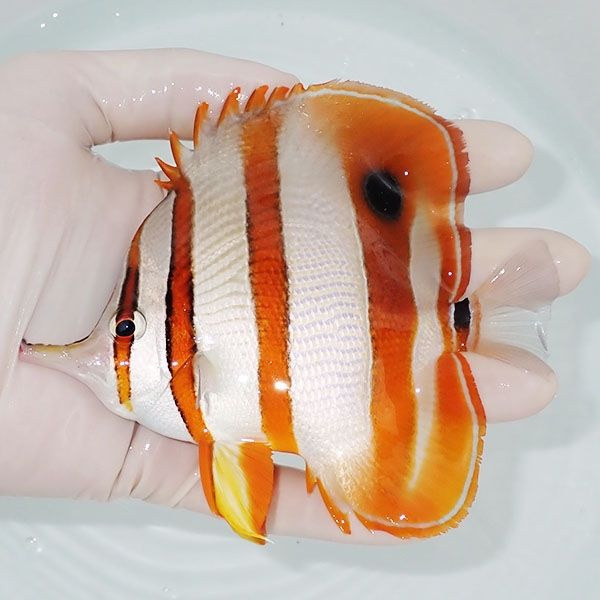 【現物2】ハシナガチョウ 12.5cm±!チョウチョウウオ 海水魚 生体 15時ま...