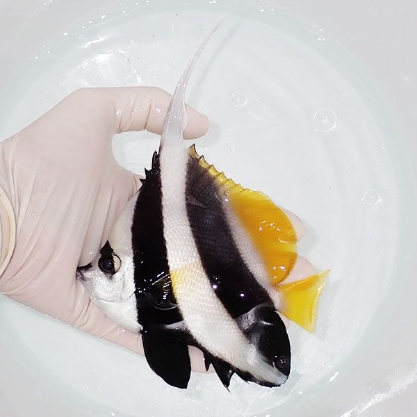 【現物1】ハタタテダイ 13cm±! 海水魚 チョウチョウウオ 15時までの...