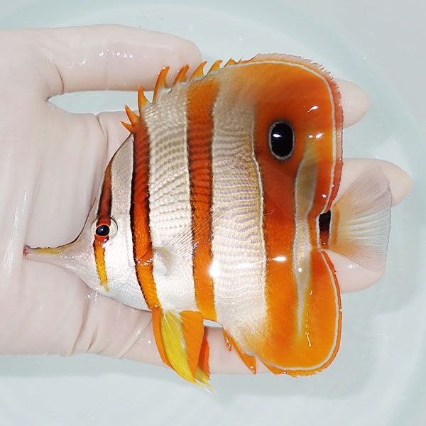 【現物1】ハシナガチョウ 12cm±!海水魚 チョウチョウウオ 15時までのご...