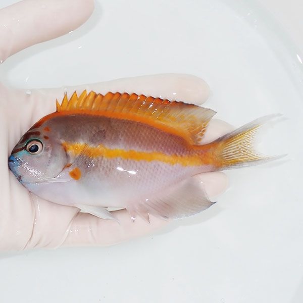【現物1】ベルスエンゼル ♂ 13cm±! 海水魚 ヤッコ 15時までのご注文で当...