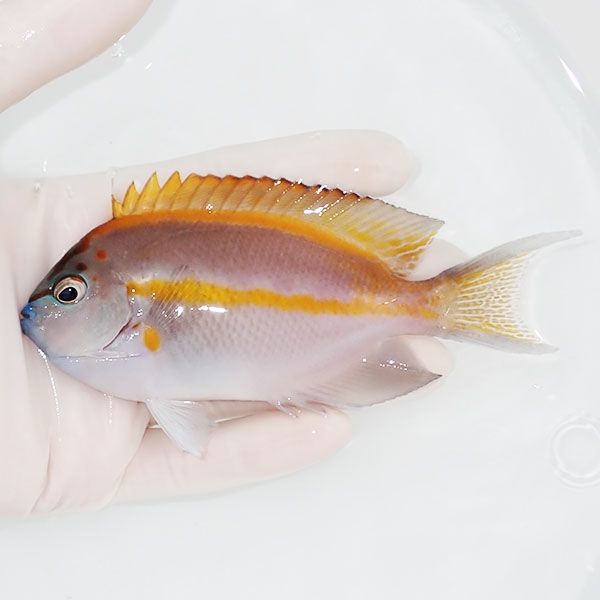 【現物2】ベルスエンゼル ♂ 12cm±! 海水魚 ヤッコ 15時までのご注文で当...