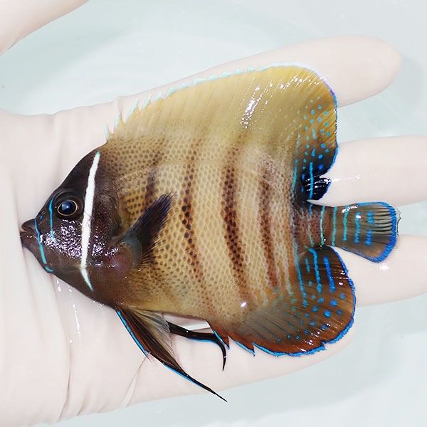 【現物1】ロクセンヤッコ 9.5cm± !海水魚 生体 15時までのご注文で当日...