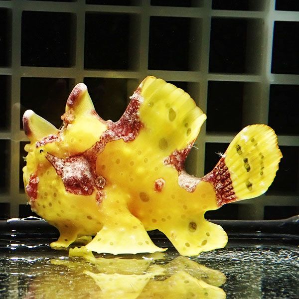 【現物1】クマドリカエルアンコウ 6cm! 海水魚 アンコウ 15時までのご注...