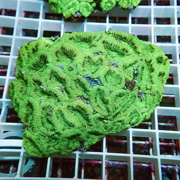 【サンゴ現物1】カクオオトゲキクメイシ ! 15時までのご注文で当日発送 ...