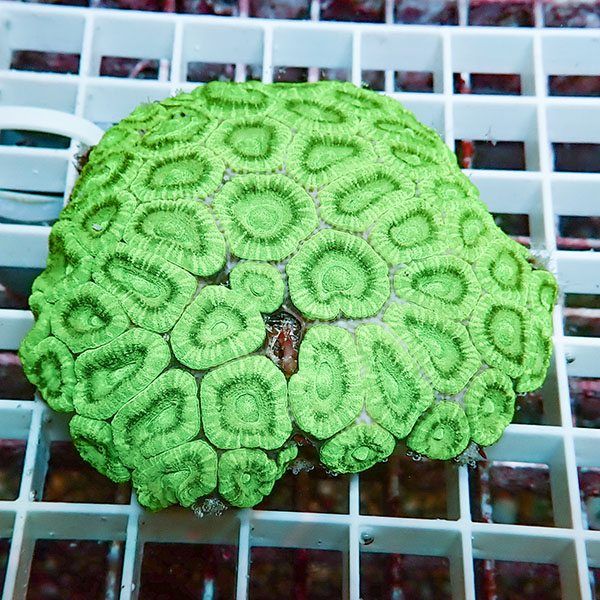 【サンゴ現物2】カクオオトゲキクメイシ ! 15時までのご注文で当日発送 ...