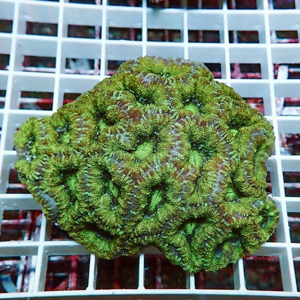 【サンゴ現物3】カクオオトゲキクメイシ! 15時までのご注文で当日発送 ...