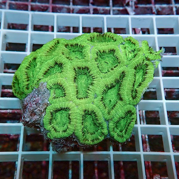 【サンゴ現物4】カクオオトゲキクメイシ ! 15時までのご注文で当日発送 ...