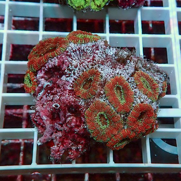 【サンゴ現物5】カクオオトゲキクメイシ! 15時までのご注文で当日発送 ...