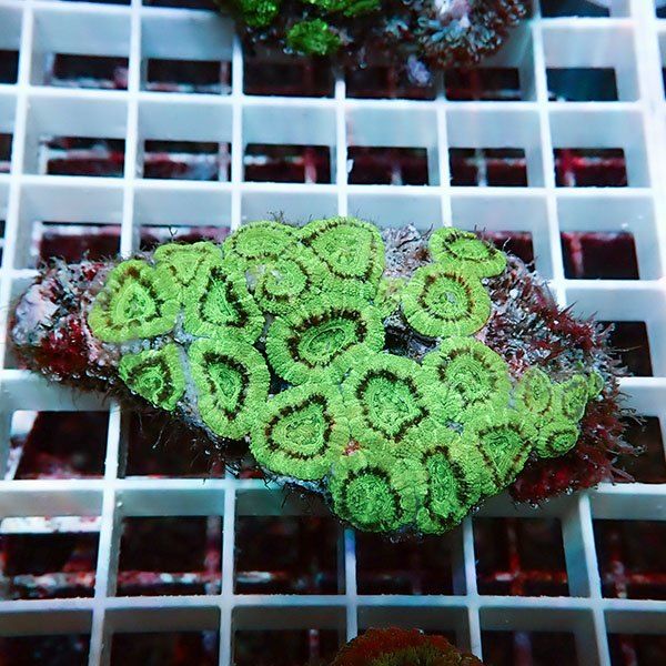 【サンゴ現物6】カクオオトゲキクメイシ! 15時までのご注文で当日発送 ...