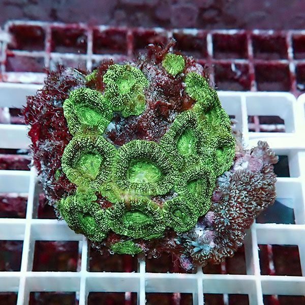 【サンゴ現物7】カクオオトゲキクメイシ! 15時までのご注文で当日発送 ...