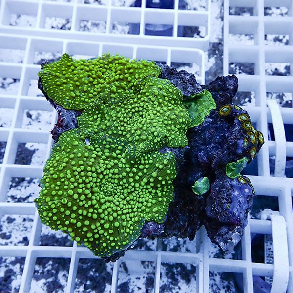 【サンゴ現物9】ディスクコーラル !15時までのご注文で当日発送 【サン...