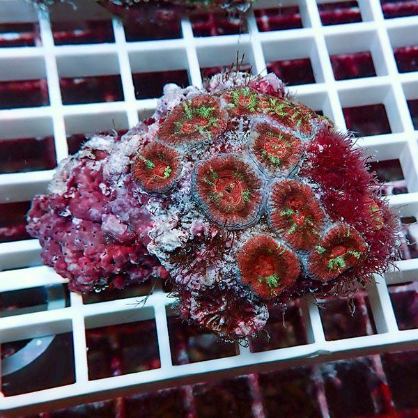 【サンゴ現物8】カクオオトゲキクメイシ! 15時までのご注文で当日発送 ...