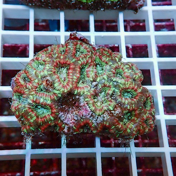 【サンゴ現物9】カクオオトゲキクメイシ! 15時までのご注文で当日発送 ...