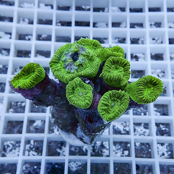 【サンゴ現物1】タバネサンゴ フラグ! 15時までのご注文で当日発送 【サ...