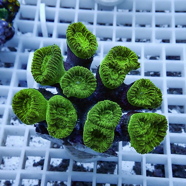 【サンゴ現物2】タバネサンゴ フラグ! 15時までのご注文で当日発送 【サ...